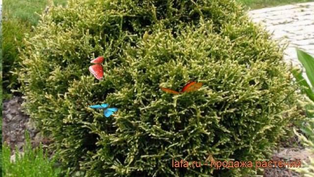 Туя западная Столвик (thuja occidentalis stolwijk) ? Столвик обзор: как сажать, саженцы туи Столвик смотреть онлайн