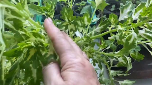 КОЛЕУСЫ: посев, выращивание рассады, уход, агротехника колеусов. Черенкование и укоренение колеусов смотреть онлайн