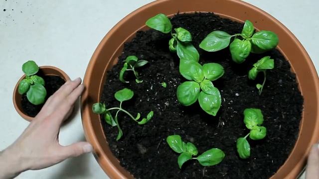 LE 7 REGOLE D'ORO, BASILICO PERFETTO IN CASA , BASIL seedling, plantulas de albahaca, basilic смотреть онлайн