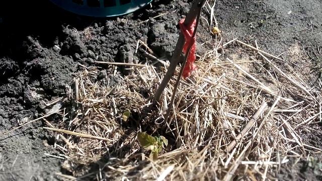 фундук/2017/трапезунд/украина смотреть онлайн