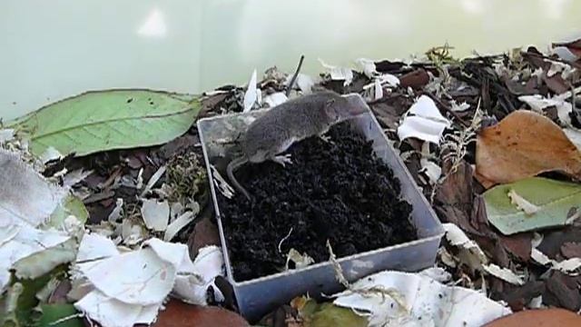 Мышонок (Землеройка) - 7 недель смотреть онлайн