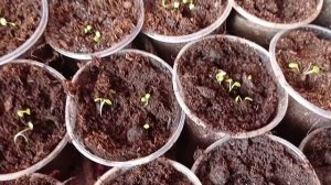 Обриета, пикировка. 24.03.22