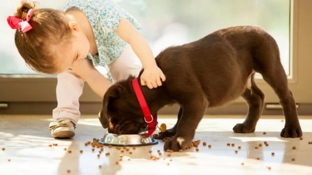 Коллективные сознания домашних животных и человек