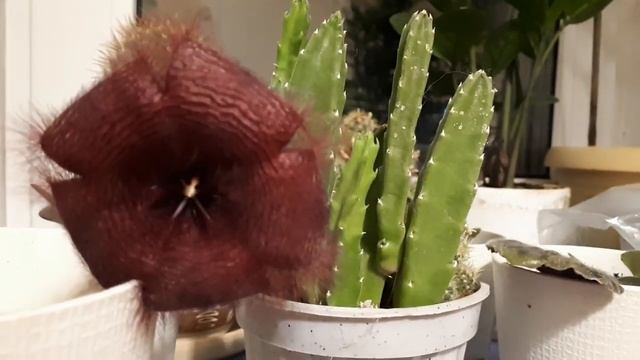 СТАПЕЛИЯ!!! Как ухаживать, чтобы цвела?