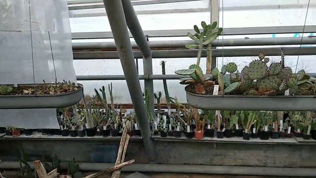 Центральный Сибирский ботанический сад, г. Новосибирск смотреть онлайн