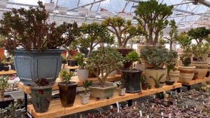 СУККУЛЕНТЫ - КОЛЛЕКЦИЯ РЕДКОСТЕЙ Мастера Георгия Аристова. Экскурсия по теплице.  02.06.2023