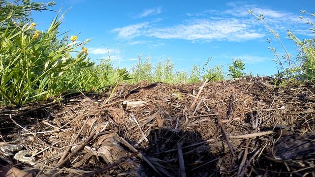 Гадюка обыкновенная Vipera Berus