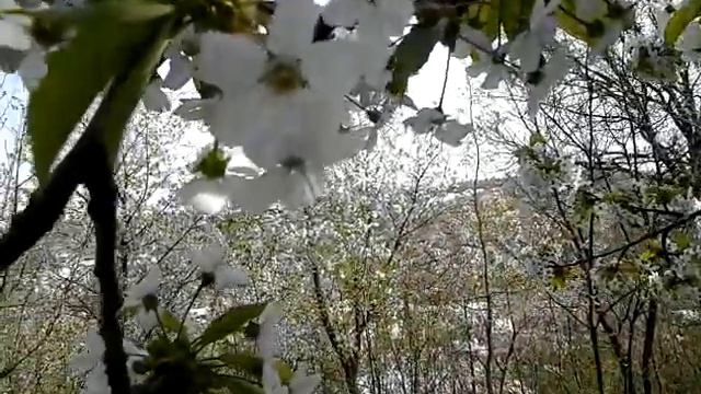 Весенний сад смотреть онлайн