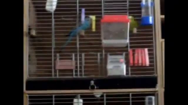 Зоомагазин: приобретение волнистого попугая смотреть онлайн