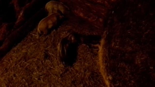 Венгерская пуховая мангалица разведение и реализация поросят смотреть онлайн