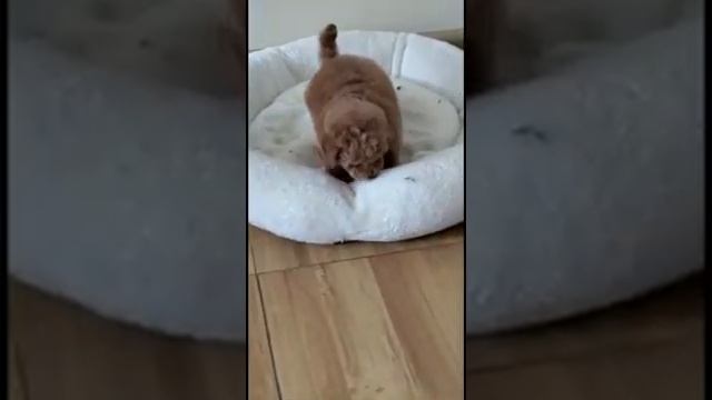 Той пудель красный смотреть онлайн