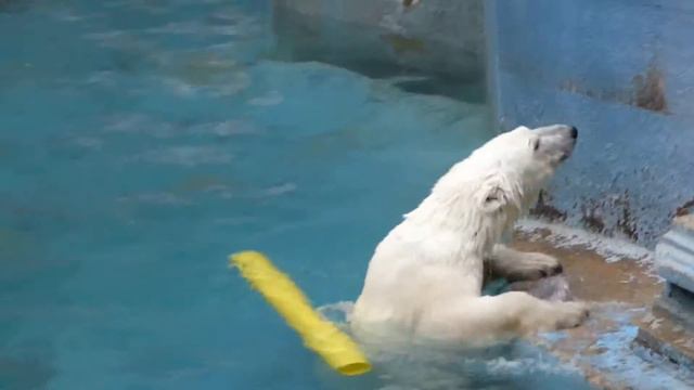 ホッキョクグマ の イッちゃん Шилка Белые медведи.Полярный Медведь 天王寺動物園シルカ смотреть онлайн