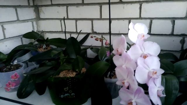 Розовый лебедь распустился. Делюсь планами. смотреть онлайн