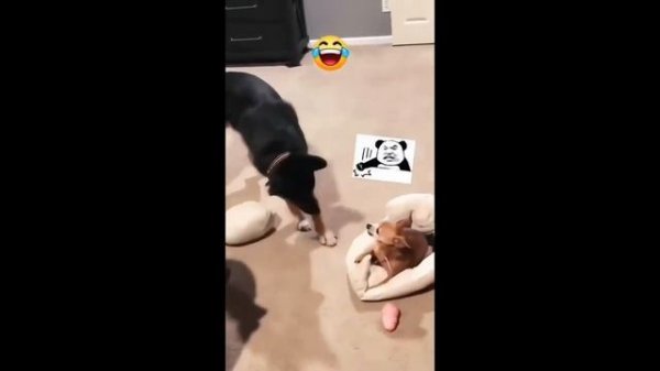 ?? FUNNY CAT MEMES ?? and MOST TRENDING KITTENS 2023 v118|Moments of Cute Animal |You Laugh You Los