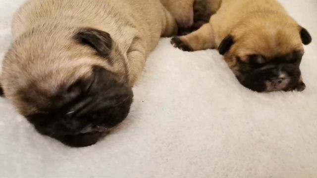 французский бульдог. Щенки. Наши малыши