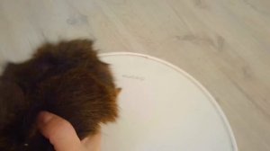 ⏱ 7 Секунд ЧЕЛЛЕНДЖ от МОРСКИХ СВИНОК Бузи и Кузи