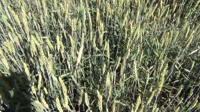 Озимая пшеница сорт "ТАНЯ" 8.06.2020. смотреть онлайн