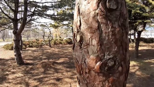 Тест камеры Samsung Galaxy M20 1080P 30FPS примеры видео смотреть онлайн
