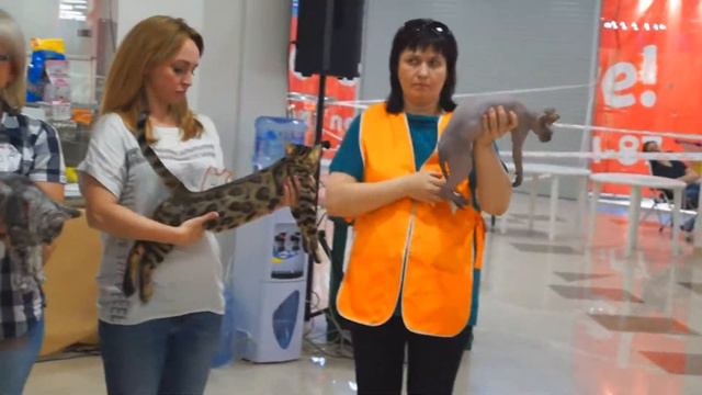 Поход на выставку кошек в ТЦ Аврора. смотреть онлайн