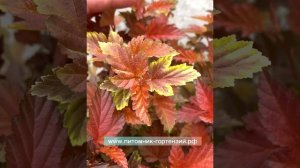 ✅?Эксклюзив лета 2021 Пузыриплодник Литл Ангел ?Physocarpus opulifolius Little Angel
