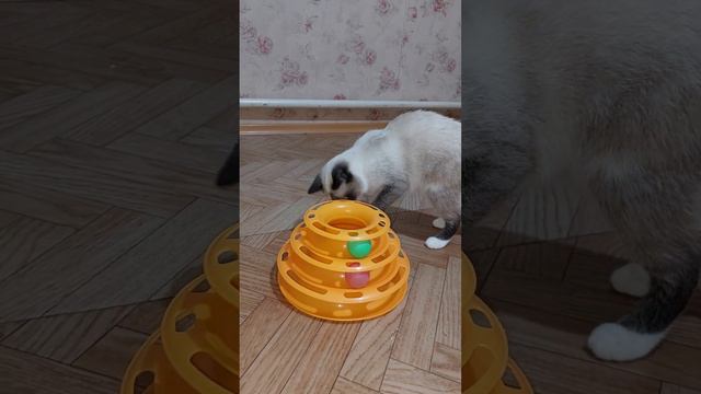 Манчкин кот и его подруги.#кошкиндом #курган #питомцы #2024 #манчкин #породистые_кошки смотреть онлайн