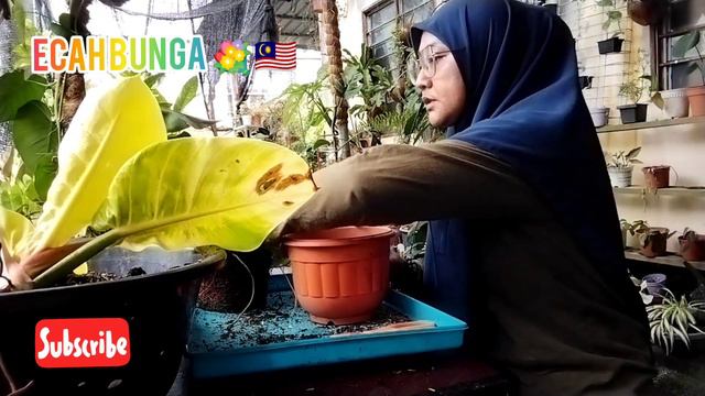 Cara Cara Memperbanyakkan Pokok Pillow