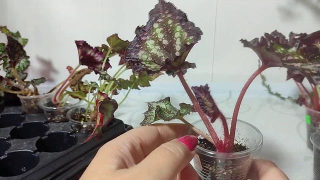 И снова бегошки! смотреть онлайн