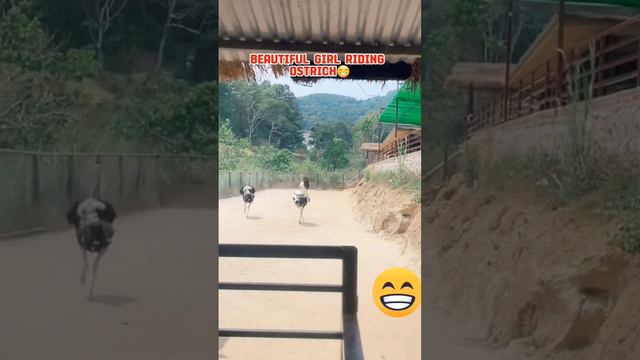 BEAUTIFUL GIRL RIDING OSTRICH смотреть онлайн