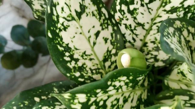 AGLAONEMA SNOW WHITE #AglaonemaSnowWhite