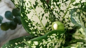 AGLAONEMA SNOW WHITE #AglaonemaSnowWhite