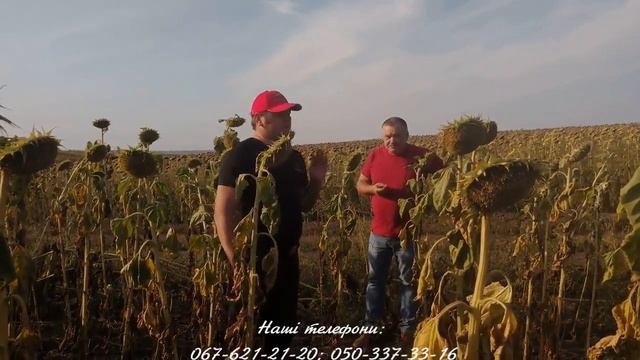 НСХ 494, соняшник по соняшнику 5 років, ще й після євролайтінгу! смотреть онлайн