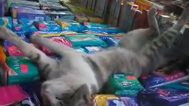 Кошка и прокладки часть1