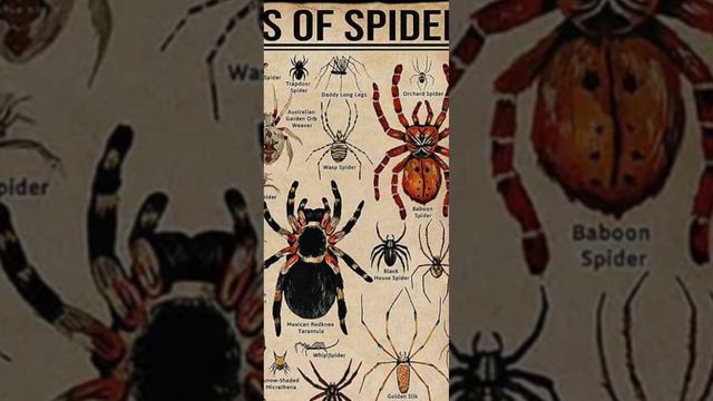 types of spiders part 1 смотреть онлайн