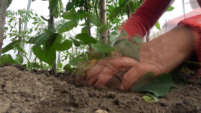 6 соток 3 июня 2024 года. Хроника.