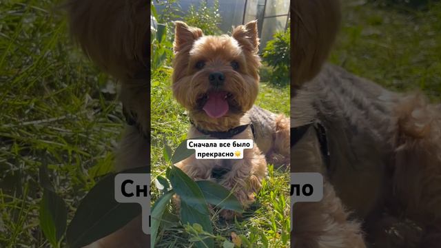 Охотник😂#домашниеживотные #dog #йорк #cat #собака #cute #love #cutedog #puppy смотреть онлайн
