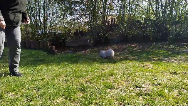 фиолетовый