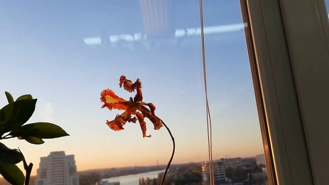 Орхидеи цветение октября в лучах солнца ? смотреть онлайн