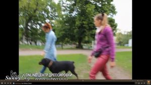 Учим собаку работать не отвлекаясь. Учим собаку с удовольствием слушаться вас