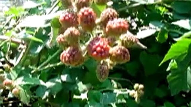 フォーカステスト DSC-FX77 смотреть онлайн