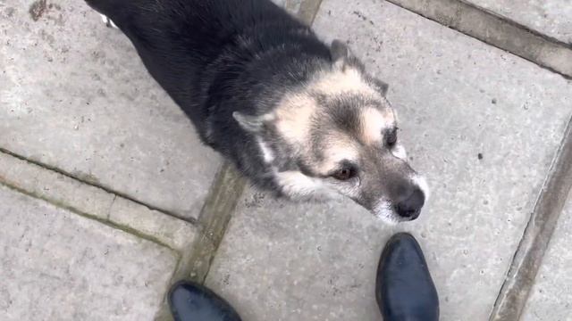 Скоростная уборка снега…Снегоуборочные грабли… и французские бульдоги смотреть онлайн