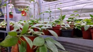 Хойя?Советы по уходу от Профессионала?Рай для любителей Хой♥️