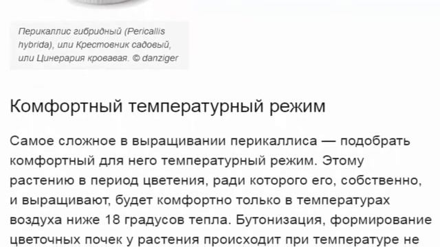 Перикаллисы  --- яркие ромашки.