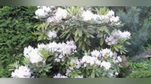 10  РОДОДЕНДРОНОВ ДЛЯ  РЕГИОНОВ С  ОЧЕНЬ ХОЛОДНЫМИ ЗИМАМИ