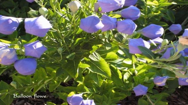 Resplendent and Unusual Flowers (HD1080p) смотреть онлайн