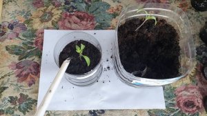 Когда пикировать томаты. Рассада помидор. Ранняя пикировка томатов в марте