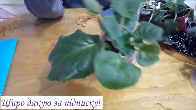 Як# Вкорінювати Листок Сортової Фіалкі?#фіалківзимку#вирощуваннясортовихфіалок# смотреть онлайн