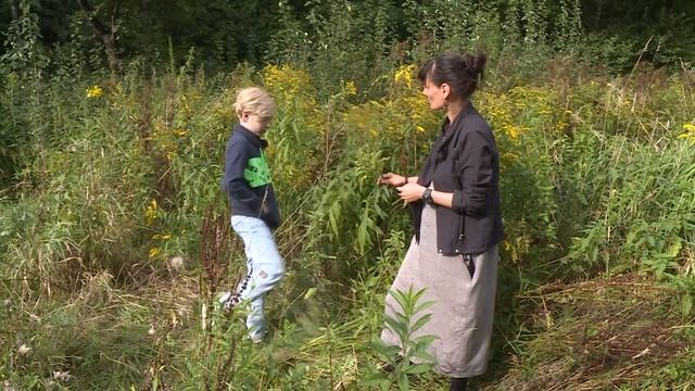 Природа в городе: золотарник смотреть онлайн