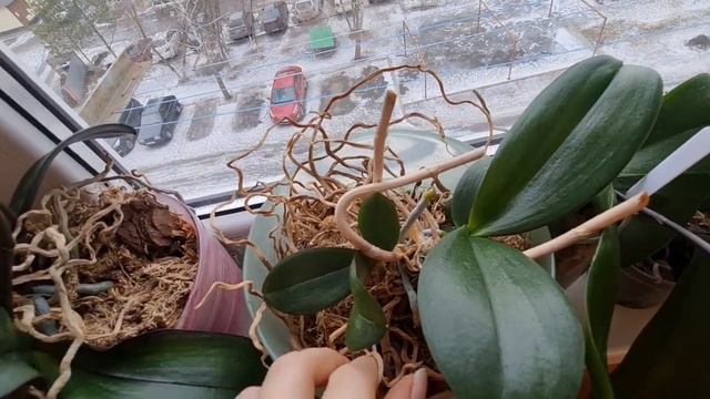 когда снимать деток с орхидеи и почему не следует торопиться смотреть онлайн