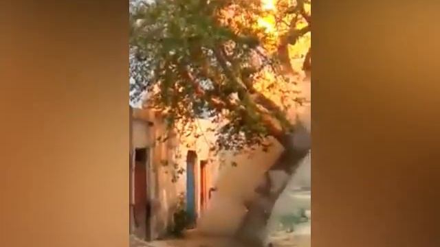 Эффектное короткое замыкание через дерево⚡️ смотреть онлайн