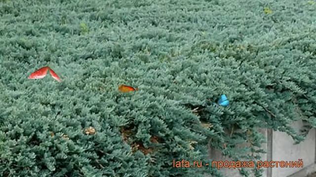 Можжевельник горизонтальный Айс Блю (icee blue) ? обзор: как сажать, саженцы можжевельника Айс Блю смотреть онлайн